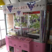 Nông trại ở Okayama thu hút khách tham quan bằng "máy gắp trái cây"