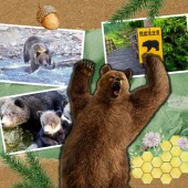 Gấu: “Hàng xóm hoang dã” đáng sợ của người Nhật