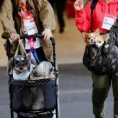 Từ chối sinh con, người Nhật chọn nuôi thú cưng