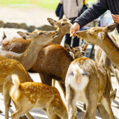 Tại sao những chú hươu Nara lại tấn công khách du lịch?