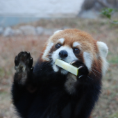 Nhân viên sở thú ở Osaka trộm thức ăn của vật nuôi