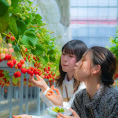 Thu hoạch nông sản mùa thu - đông: trải nghiệm nên thử ở Nhật Bản