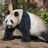 Cặp gấu trúc Shin Shin và Ri Ri sẽ về lại Trung Quốc vào cuối tháng 9