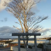 Chuyện về cái cây cứu sống 8 người trong thảm họa