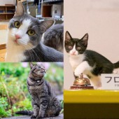 Hội mèo đại sứ “quyền lực” tại các lữ quán Nhật Bản năm 2024