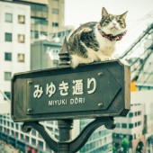 Mèo mang lại giá trị hàng chục tỉ USD cho kinh tế Nhật Bản