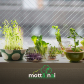 Vừa tiết kiệm, bếp lại thêm xinh với khu vườn tái sinh từ rau củ thừa