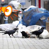 Bất lực với sự quậy phá của lũ quạ, Nhật Bản quyết định “nói chuyện” với chúng