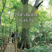 Shirakami Sanchi – Di sản thiên nhiên thế giới đầu tiên của Nhật Bản