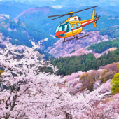 Ngắm hoa anh đào bằng trực thăng ở Nara