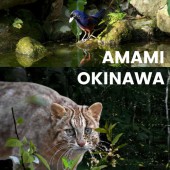 Di sản thiên nhiên cận nhiệt đới phía Nam Nhật Bản