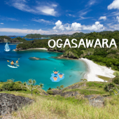 Quần đảo Ogasawara - nơi nuôi dưỡng những sinh vật bản địa của Nhật Bản