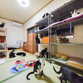 Ryokan dành cho mèo