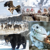 Động vật hoang dã mùa đông của Nhật Bản