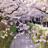 Cập nhật dự báo hoa anh đào năm 2025