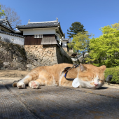 Tác động của loài mèo lên kinh tế Nhật Bản có thể ngang bằng với Olympic Tokyo