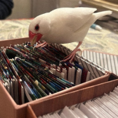 “Thầy bói” chim sẻ tại Yokohama