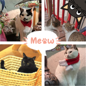 Những chú mèo đại sứ ryokan được du khách Nhật Bản “truy tìm” nhiều nhất