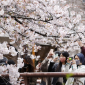 Ứng dụng AI giúp người Nhật bảo tồn hoa anh đào