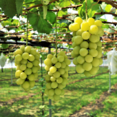 Một thành phố ở Nagano xin lỗi vì tặng nho của nơi khác như sản phẩm địa phương