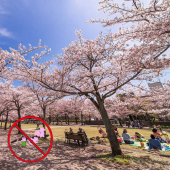 Lưu ý khi đi ngắm hoa anh đào: đừng chạm vào hoa!