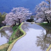 Mối quan hệ giữa hoa anh đào và nghề trồng lúa