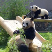 Nhật Bản sắp không còn gấu trúc