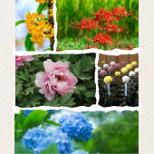 Hanakotoba – Khi loài hoa thay lời muốn nói