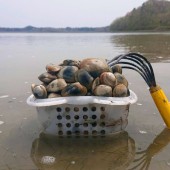 Shiohigari - Hoạt động cào nghêu mùa hè tại Nhật