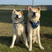 Hai chú chó Akita được bổ nhiệm làm giám đốc sân bay tại Nhật Bản