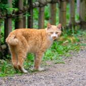 Mèo đuôi cụt tại Nhật là biểu tượng của may mắn