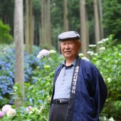 Cụ ông người Nhật phủ kín ngọn núi bằng những đóa cẩm tú cầu