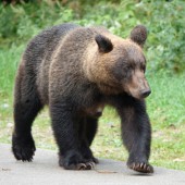 Hokkaido phát cảnh báo nghiêm trọng sau vụ gấu nâu tấn công chết người