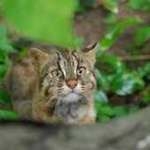 Hóa chất độc hại được tìm thấy trong cơ thể mèo báo Tsushima