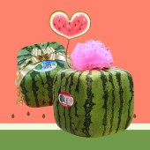 Dưa hấu vuông: Loại trái cây đắt đỏ không dùng để ăn