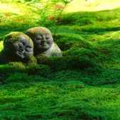 Khám phá một vẻ đẹp khác ở Kyoto với Hộ chiếu rêu