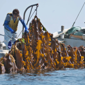 Đại dương nóng lên, đe dọa sự sống của tảo bẹ Hokkaido