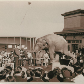 Câu chuyện về chú voi từng được nuôi ở trung tâm thương mại tại Nhật