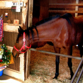 Người Nhật tiễn đưa Haru-urara – cô ngựa nổi tiếng vì chưa thắng một trận đua nào