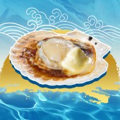 Từ vùng biển Aomori đến nhà hàng Việt – Hành trình của loại sò điệp thượng hạng