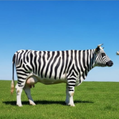 Hóa trang bò thành ngựa vằn - nghiên cứu giúp Nhật Bản đoạt giải Ig-Nobel