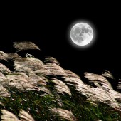 Cỏ lau, trăng rằm và mùa thu Nhật Bản