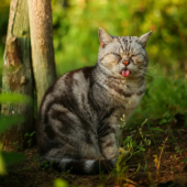 Ngắm những "cư dân mèo" ngộ nghĩnh qua bộ sưu tập của "nhiếp ảnh gia mèo" Oki Masayuki