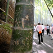 Rừng tre biểu tượng của Kyoto "kêu cứu"