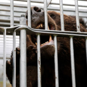 Cổ phiếu công ty tăng vì… gấu nâu?