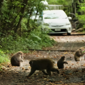 Không chỉ gấu, Nhật Bản còn phải đối phó với khỉ