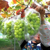 Nho Mẫu đơn hết “hot”, nông dân Nhật chuyển hướng sang các giống cao cấp khác?