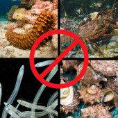 Nhật Bản mạnh tay với nạn săn trộm hải sản