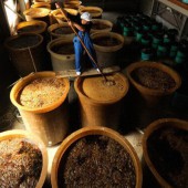 Người Nhật có ăn nước mắm không?