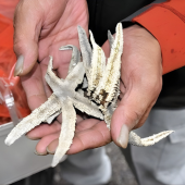 Sao biển trở thành “sao sáng” trong nông nghiệp